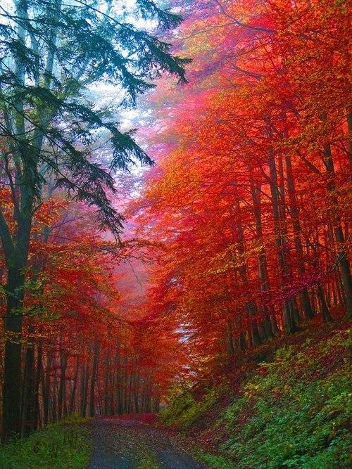 TraveIProblems's tweet image. Autumn Forest, Germany
