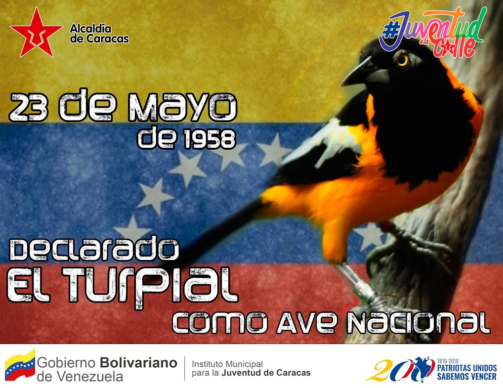 imjccs's tweet photo. #Efemérides El 23 de mayo de 1958,  fue declarado el Turpial como Ave Nacional #RescatemosNuestraCultura https://t.co/DYveRrHEru