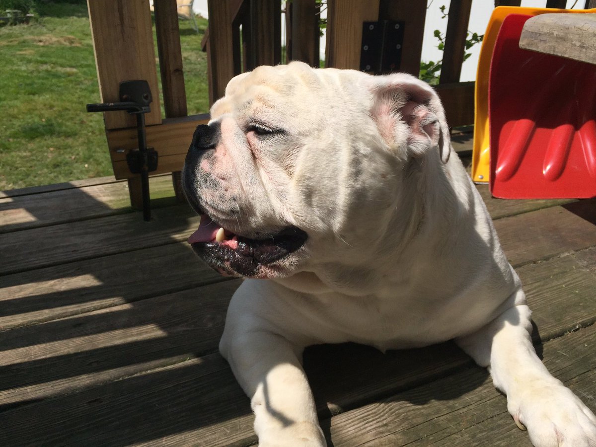 CoreyConn0's tweet image. Hoss enjoying the sun 🌞 @DogsofInstagram #Bulldogs