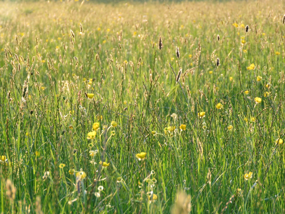 Skylark meadow <a href="/WildaboutPlants/">Plantlife</a> in the evening sunshine