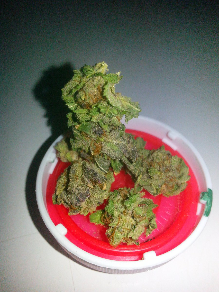 CTMMPReviews's tweet photo. #Apalacept #TheraPlantCT #CTMMPReviews #CTMMP #HempCT Strain: #TuttiFruityxBlueberryxBubbaKush Sale @BluepointCT https://t.co/4U9CpoDgd5