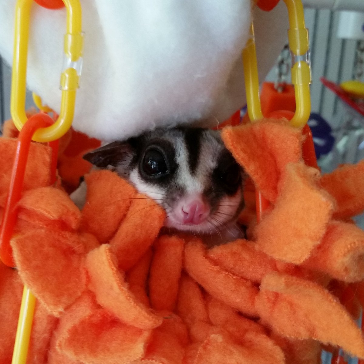 Taterpugz's tweet photo. Nothing wakes up my #sugargliders like the smell of food approaching #wemightberelated https://t.co/Dkv8FoKBfV