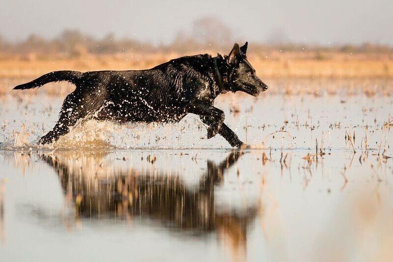 Hunts4Chocolate's tweet photo. RT: If you love #duckhunting &amp; @drakewaterfowl gear! https://t.co/SUhH6VusUs