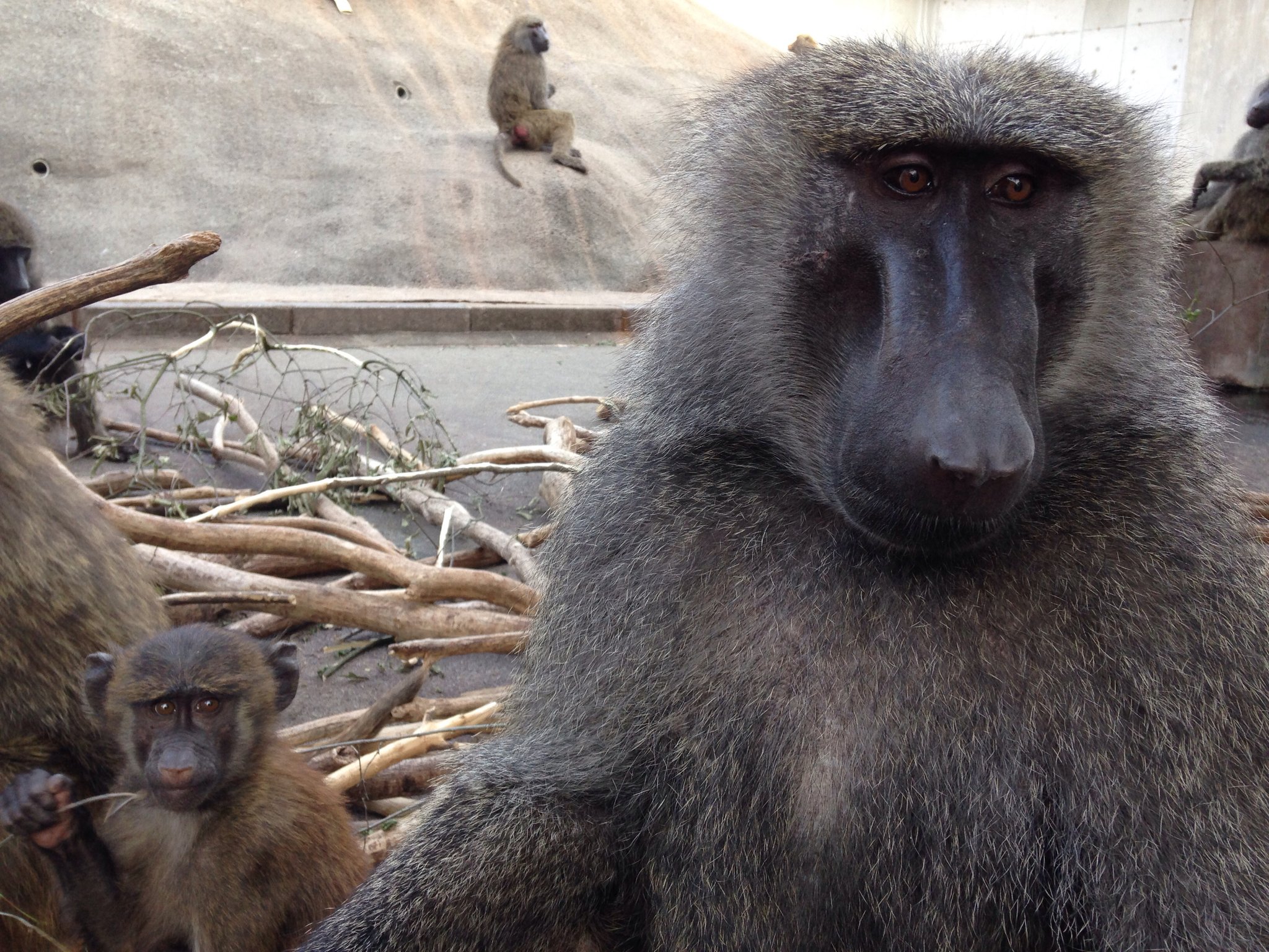 Twitter 上的 日本モンキーセンター 公式 アヌビスヒヒ マントヒヒではありません 写真の右がコクト 左が1歳のヤカンです アヌビスヒヒたちの暮らすヒヒの城では1頭1頭とても個性が豊かです ずっと見てても飽きることなし 気になる方はヒヒの城まで Jmc