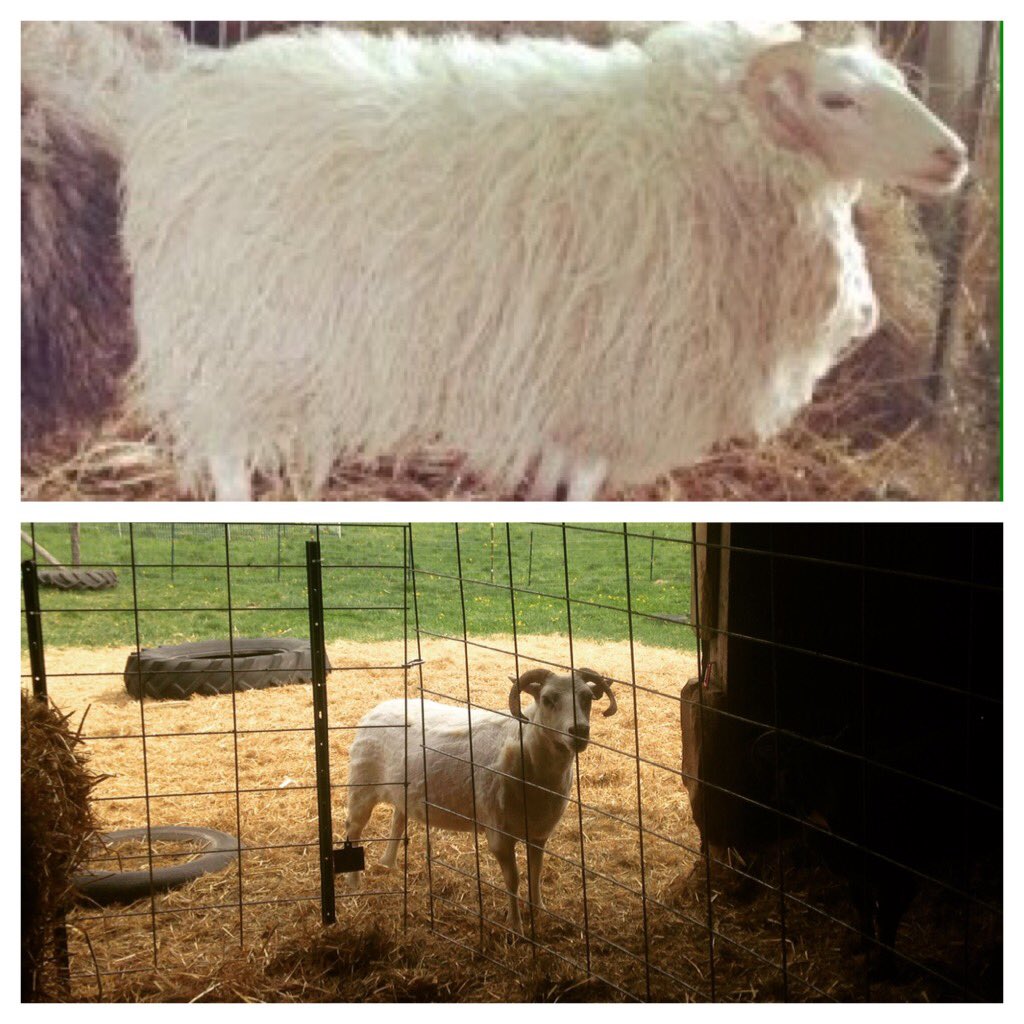 Before and after!
Sheep shearing day!