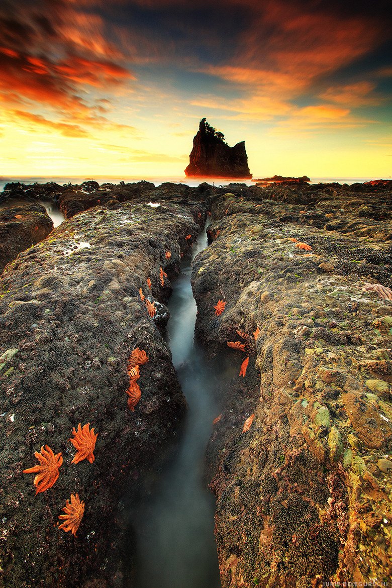 cantravelmag's tweet photo. Did you know? Motukiekie Beach in New Zealan is known for its thousands of bright orange starfish. #TravelFacts https://t.co/1TDKs718ak