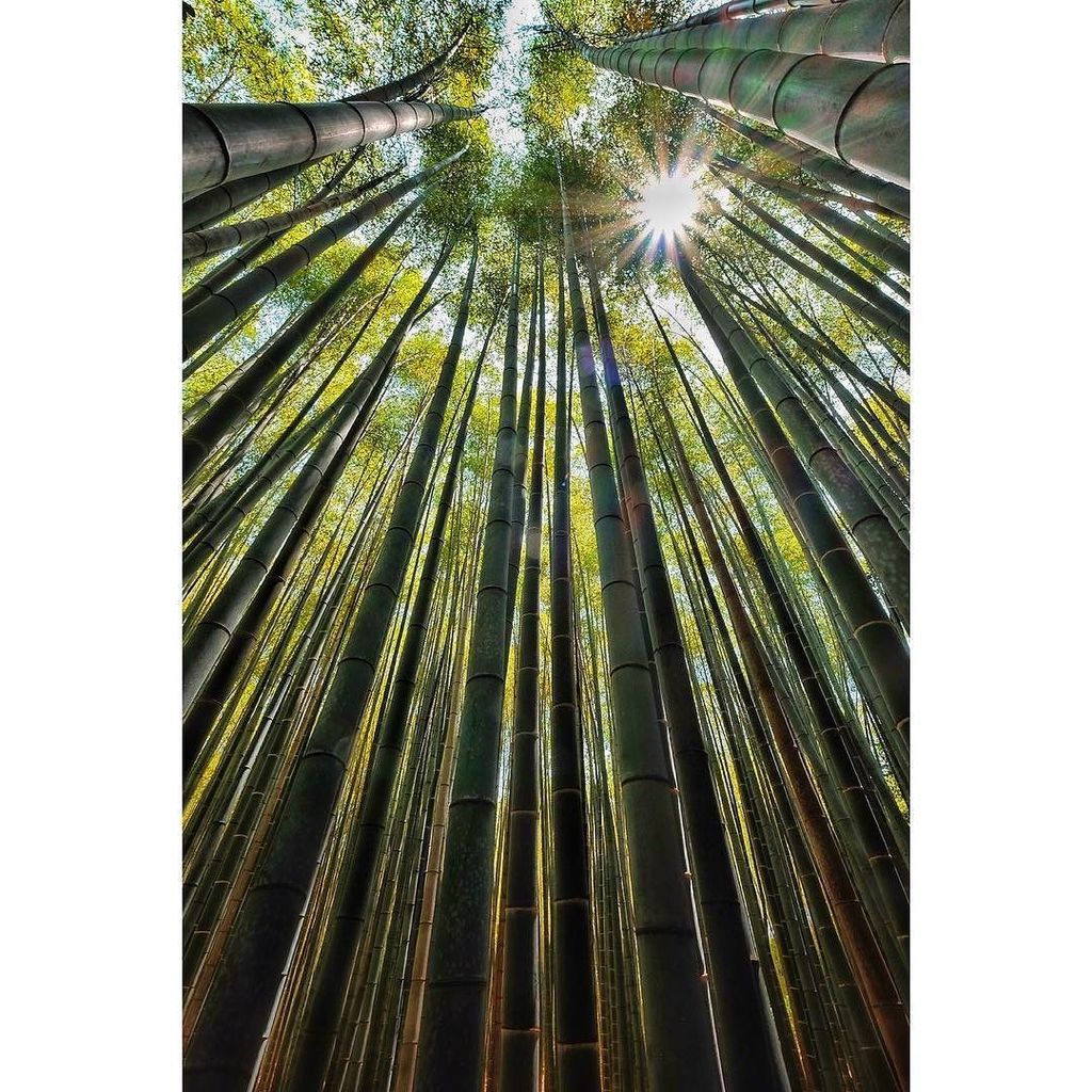 photizzle's tweet photo. Wandering Bamboo - #BambooGroves in #Kyoto on to Koyosan. #Japan #bamboo https://t.co/GFau3rfNZ7 https://t.co/m0hoAiNFjN