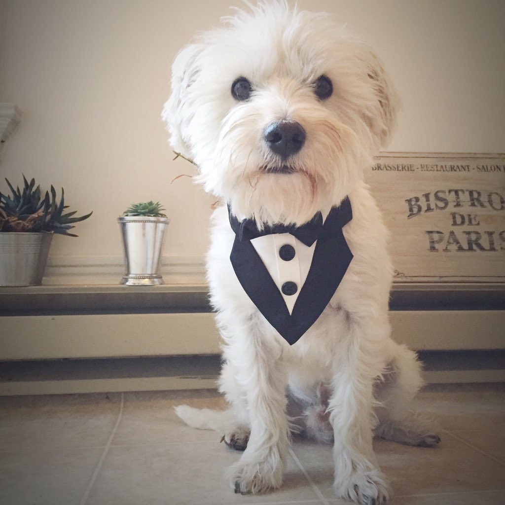 Hello <a href="/MixedDogs/">Mixed Dogs</a> meet Cash! He's the cutest scrappiest pal I know.