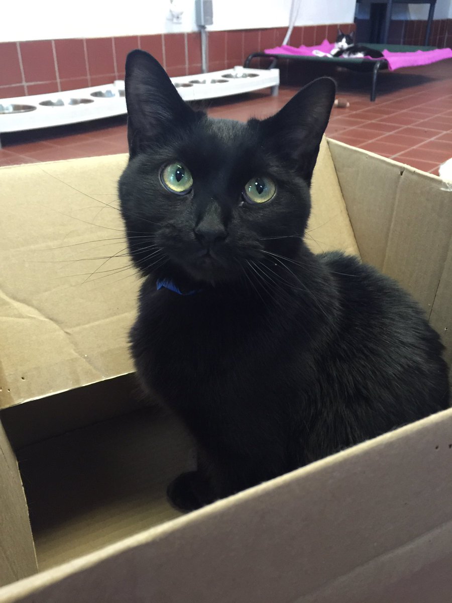 MaxytheCat's tweet photo. Cassius 💗 good appetite today. Lots of cuddling https://t.co/cUR55vgKtw