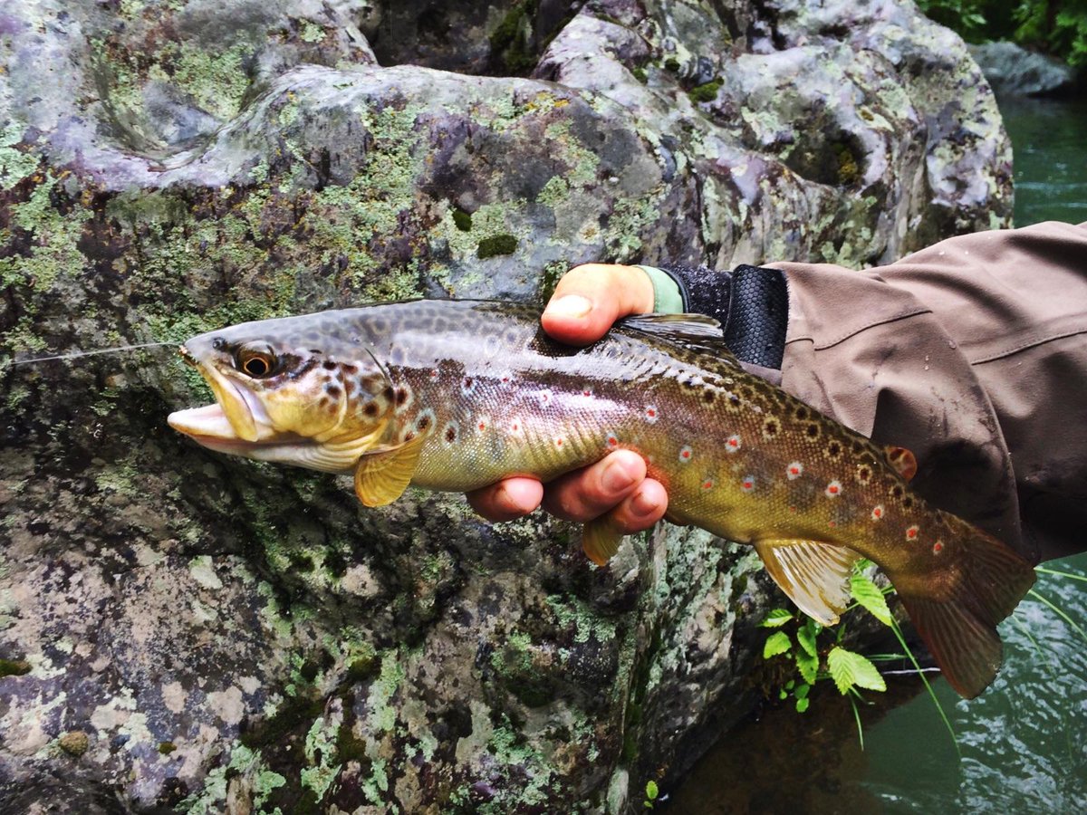 troutloco's tweet photo. Brownorshine #norcalflyfishing #thefisharewetalready  #trout, #wildtrout, #sageflyrods #simms #offthehookflyfishing https://t.co/TBsvN66pLc