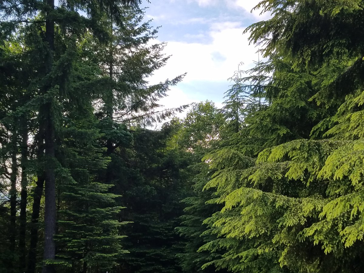 deepcedarcreek's tweet photo. Quite impressed with the #budblast on the #hemlock this spring. #oregonforests https://t.co/eTdLM7Q6NU