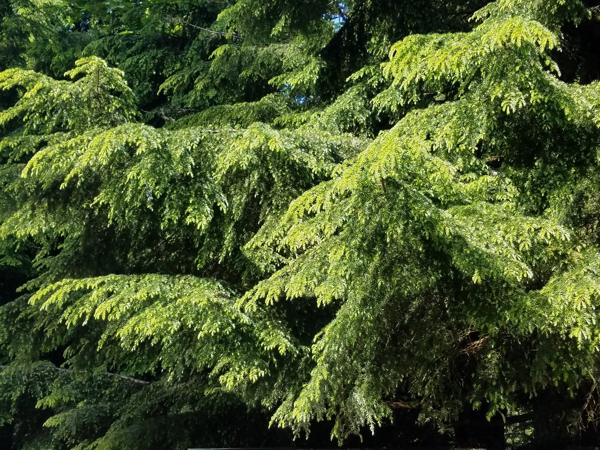 deepcedarcreek's tweet photo. Quite impressed with the #budblast on the #hemlock this spring. #oregonforests https://t.co/eTdLM7Q6NU