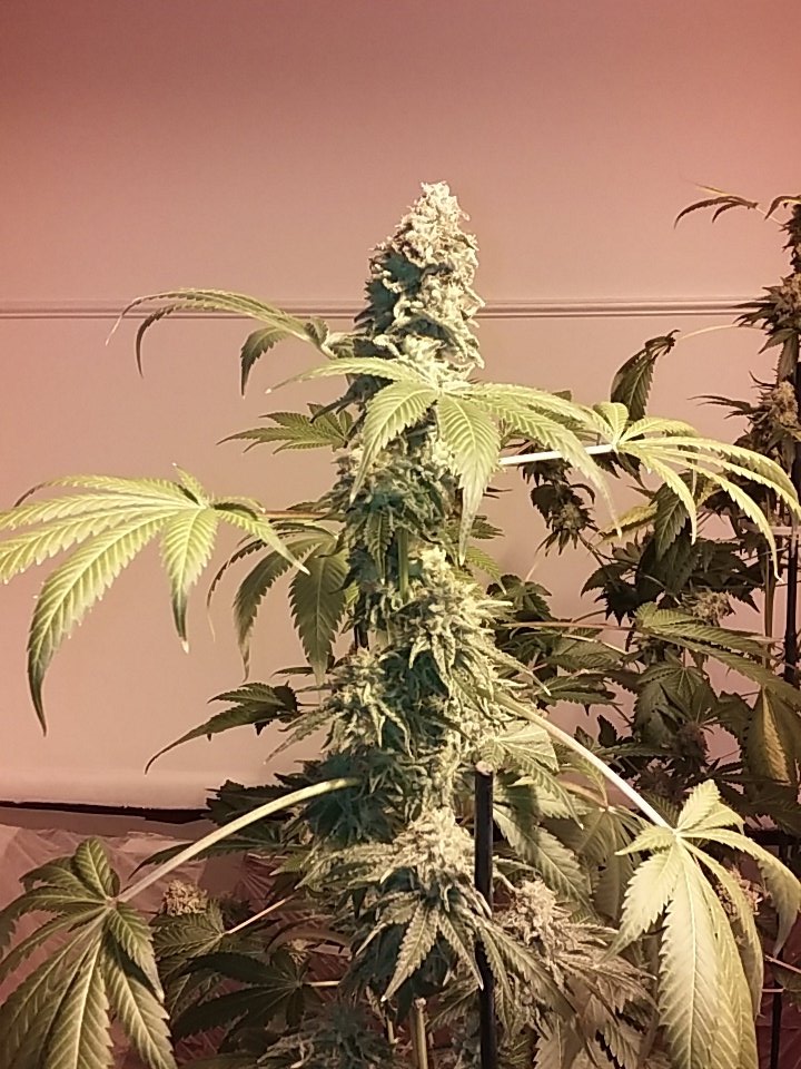 cmartin0725's tweet photo. 🔥🔥🔥 #buddhastree #pk918 #cleanrootsplatforms #420 @EastCoasterDam @aksuperk https://t.co/3gSnlCPQHW