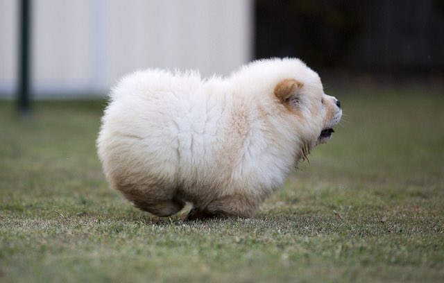 belindarcasey's tweet photo. @hjarvis15 this is none of those, but still a puff βΊοΈ #runlittleguy https://t.co/DC0c8loF58