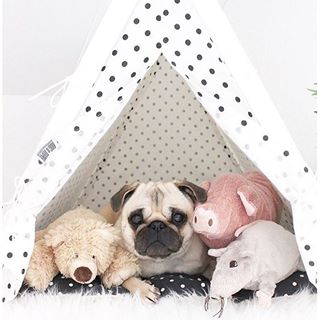Welcome to my pillow fort: admission is one treat. #actually #MakeThatTwo (with @pugloulou) findelight.net/puggie_detail.…