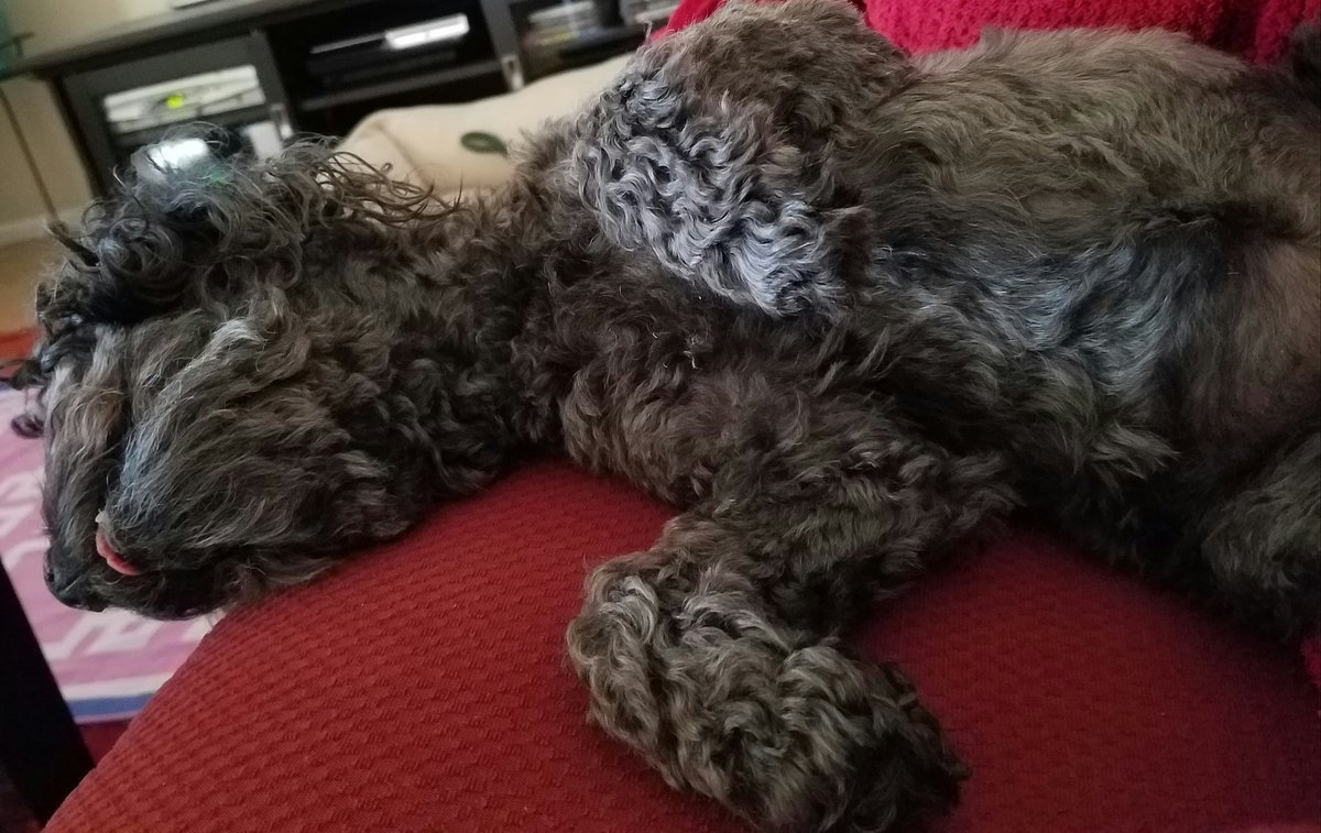 Cutestpupever's tweet photo. Monday's got me like #lazy #lazyday #dogsandpals #mydogiscutest #tired #tounge #dogs #derp #sleep #dogsoftwitter https://t.co/aABqH1zsQ5