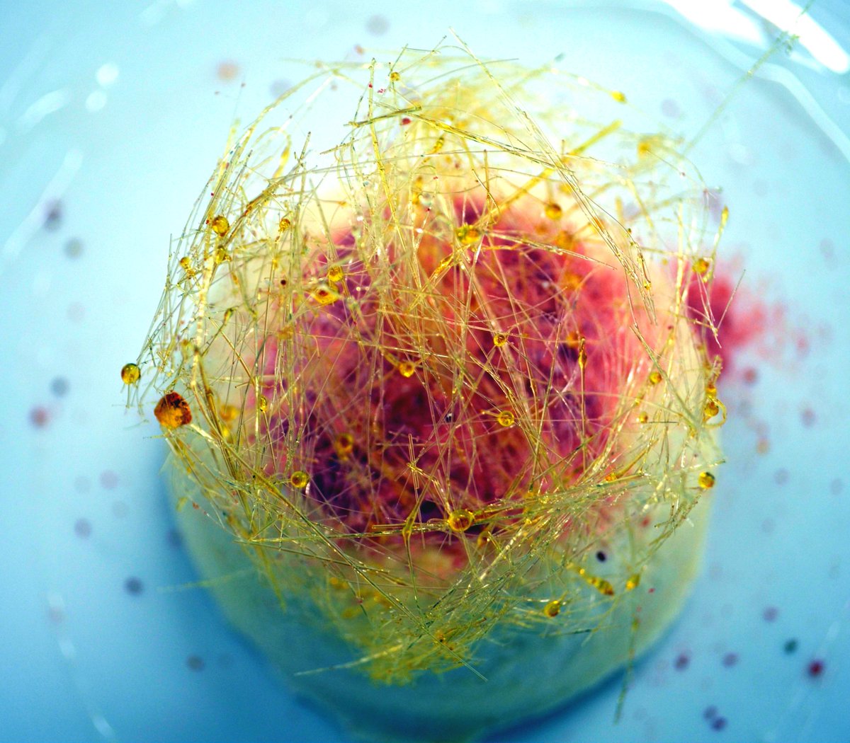 OP_Central's tweet photo. Spun sugar @OP_Central  Southern Lights Salon Culinaire https://t.co/RLaKfaD6f2