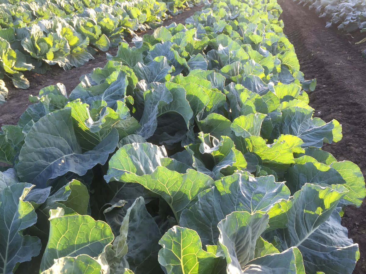 HoekSeedlings's tweet photo. Korlanu - #Cauliflower from #Syngenta. #SyngentaSeed #InteliSeed #Brassica #Seedlings #HoekSeedlings #Pongola https://t.co/b1bS7740hh