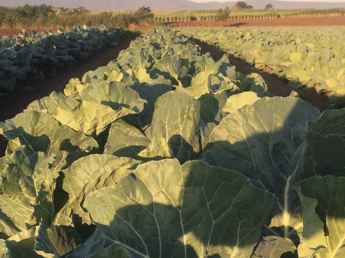HoekSeedlings's tweet photo. Korlanu - #Cauliflower from #Syngenta. #SyngentaSeed #InteliSeed #Brassica #Seedlings #HoekSeedlings #Pongola https://t.co/b1bS7740hh