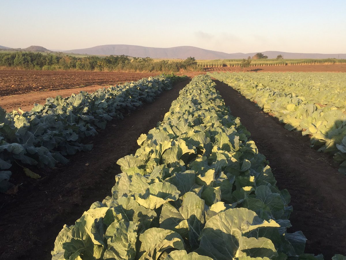 HoekSeedlings's tweet photo. Korlanu - #Cauliflower from #Syngenta. #SyngentaSeed #InteliSeed #Brassica #Seedlings #HoekSeedlings #Pongola https://t.co/b1bS7740hh