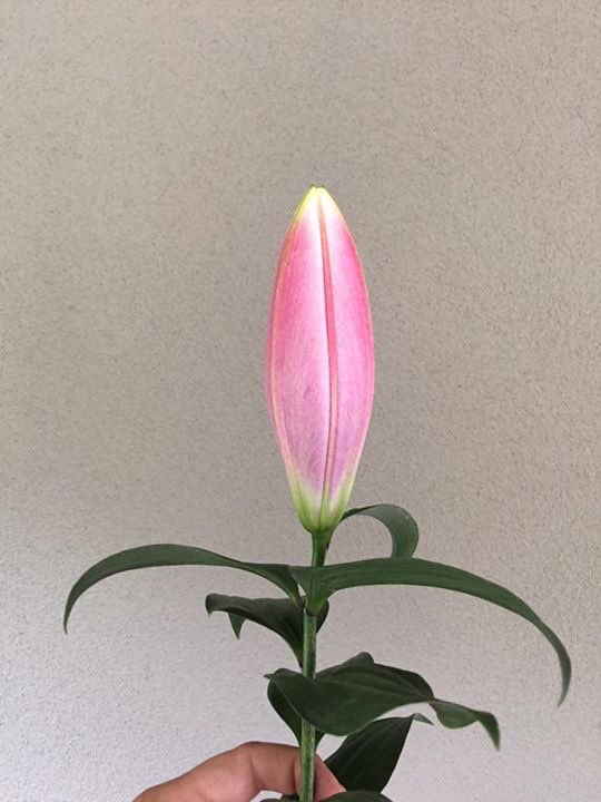 New variety bij Wagenaar/Dutch Lilies