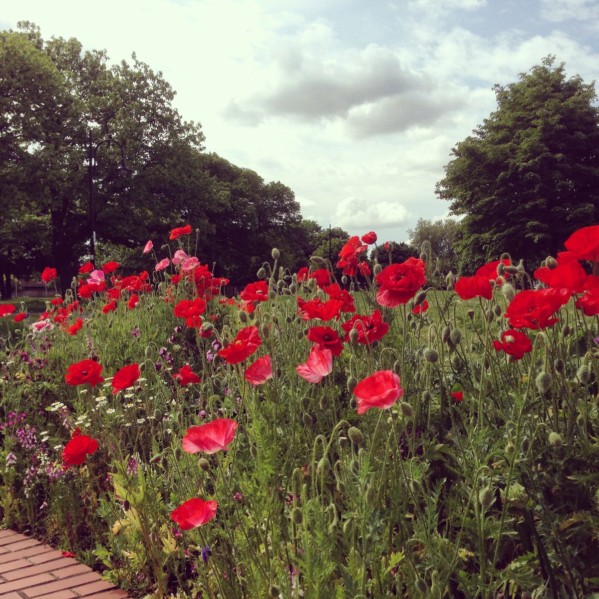 Flower beds on George Green fountain looking glorious