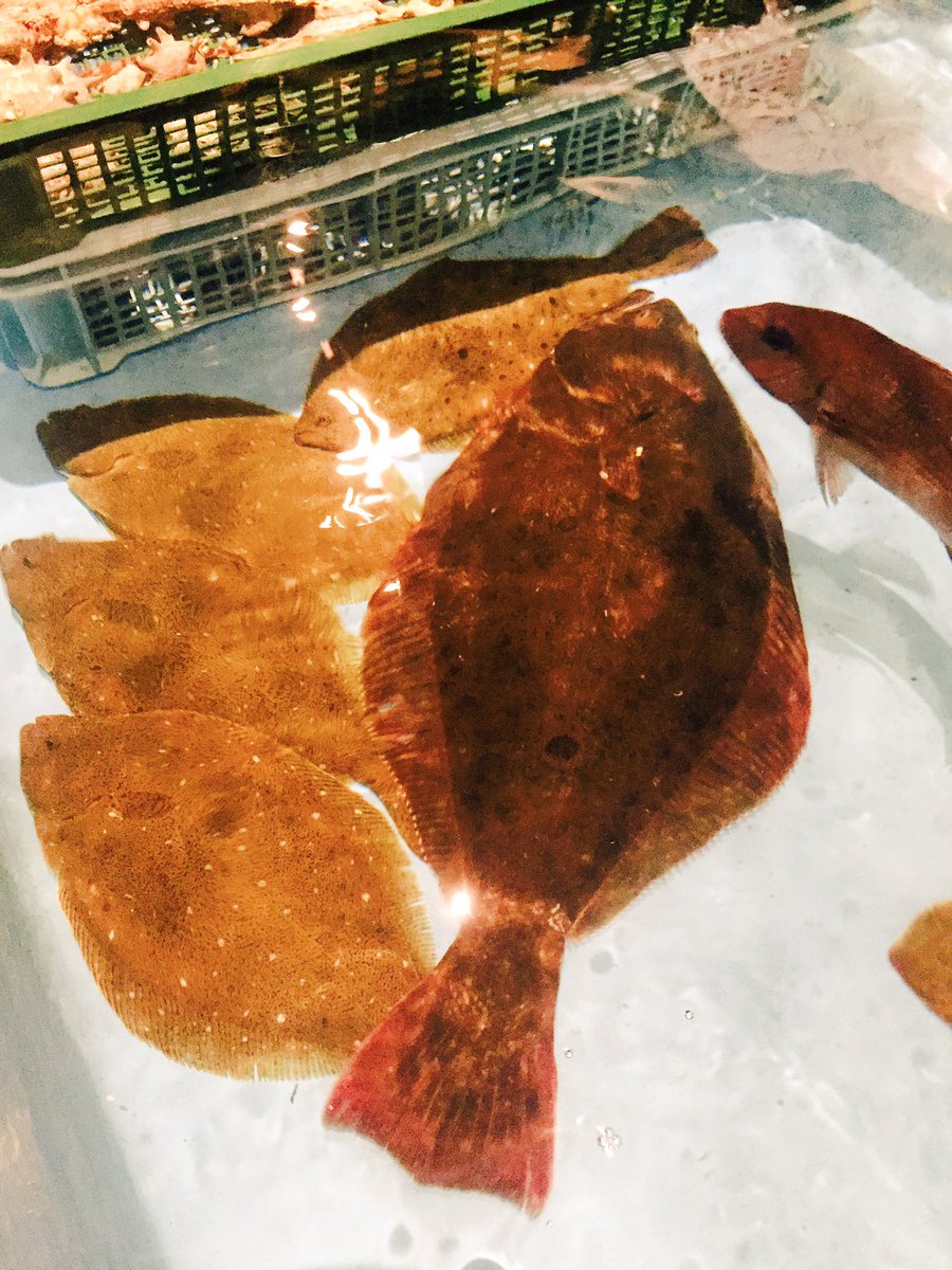 釣船茶屋ざうお 渋谷店 Twitterren 先日お客様が限定1匹の超特大ヒラメを釣り上げました おめでとうございます 普通のヒラメと特大ヒラメ の大きさを比較 まな板からはみ出るほど スタッフ達も初めて見る大きさにビックリしてました 釣船茶屋ざうお 渋谷店 Twitterren 先日お客様が限定1匹の超特大ヒラメを釣り上げました おめでとうございます 普通のヒラメと特大ヒラメ の大きさを比較 まな板からはみ出るほど スタッフ達も初めて見る大きさにビックリしてました