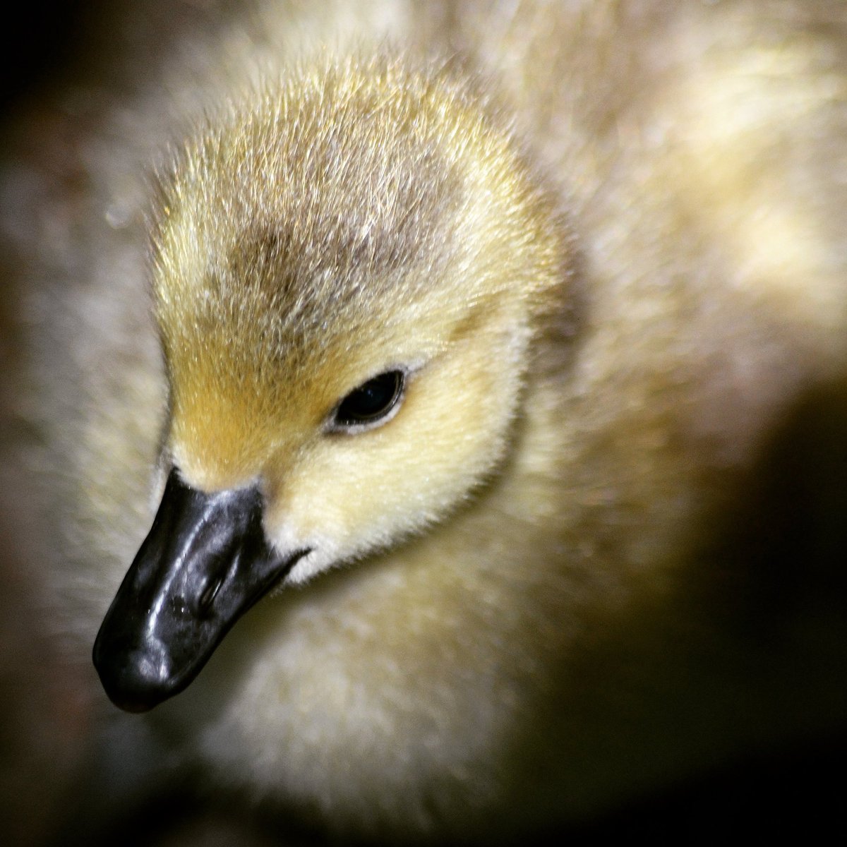 I can't resist these little cuties 🐤🐤🐤.

#Canadagosling #birdwatching #Watford #hertsbirds #birds