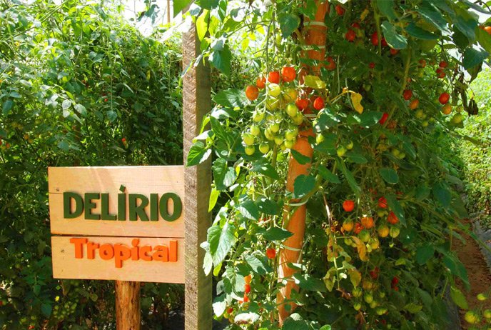 RioPlace's tweet photo. Maior e melhor "menu" de comida vegana do Rio: DELÍRIO TROPICAL  https://t.co/2XGBrBzWxV | Lavoura própria orgânicos https://t.co/1ZfXwQSkWK