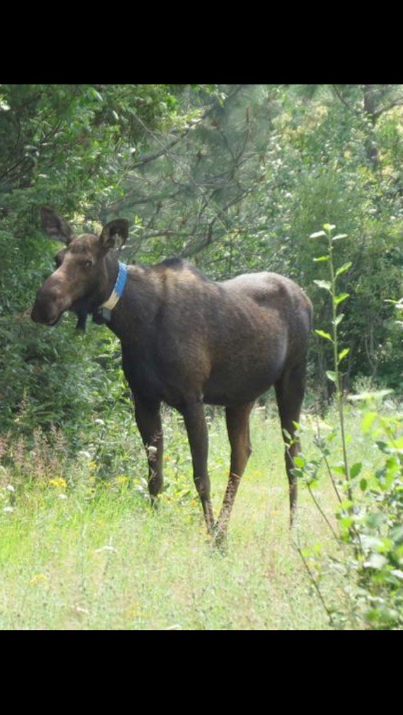 Moose_Problems's tweet image. Paul sees me, calls over Doug, who tells tourists my necklace is a tracking collar. Doug must be from the #lower48