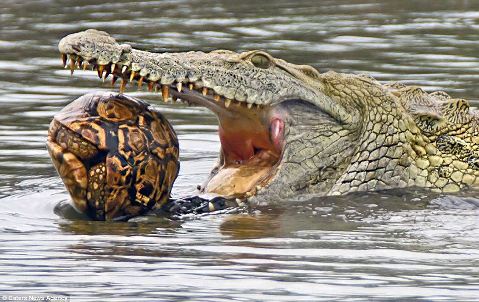 Зубы отсутствуют у черепах крокодилов. Гребнистый крокодил. Гребнистый крокодил Рамри. Гребнистый крокодил и Аллигатор. Анаконда: Нильский крокодил.