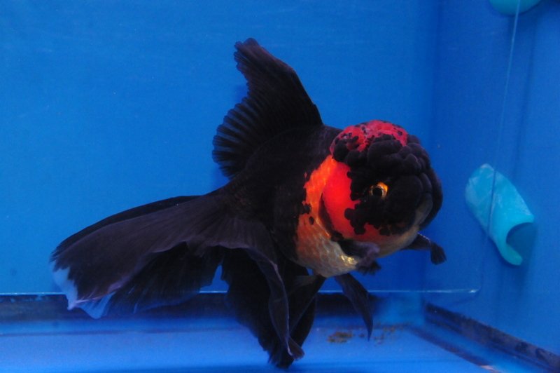 red and black oranda goldfish