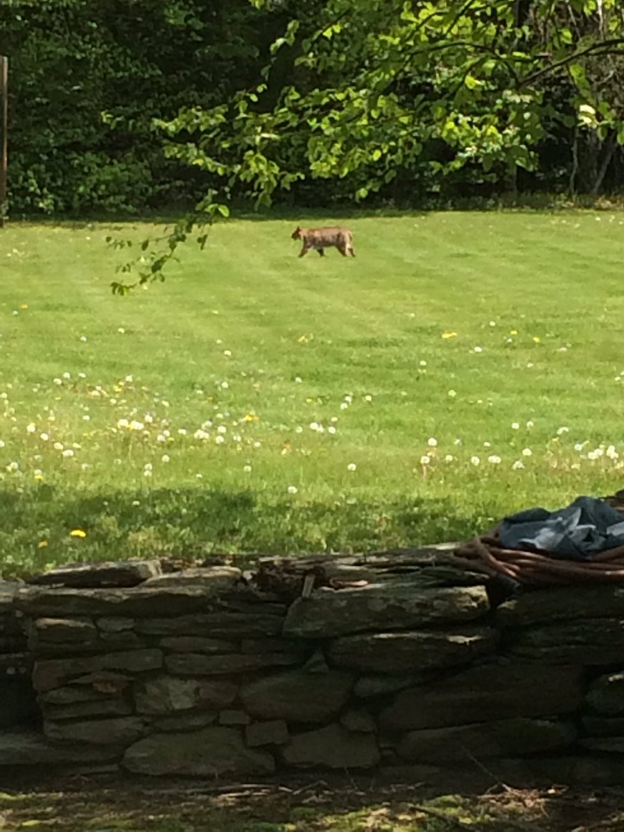 MRV_Guide's tweet image. Gosh, that&apos;s a BIG kitty