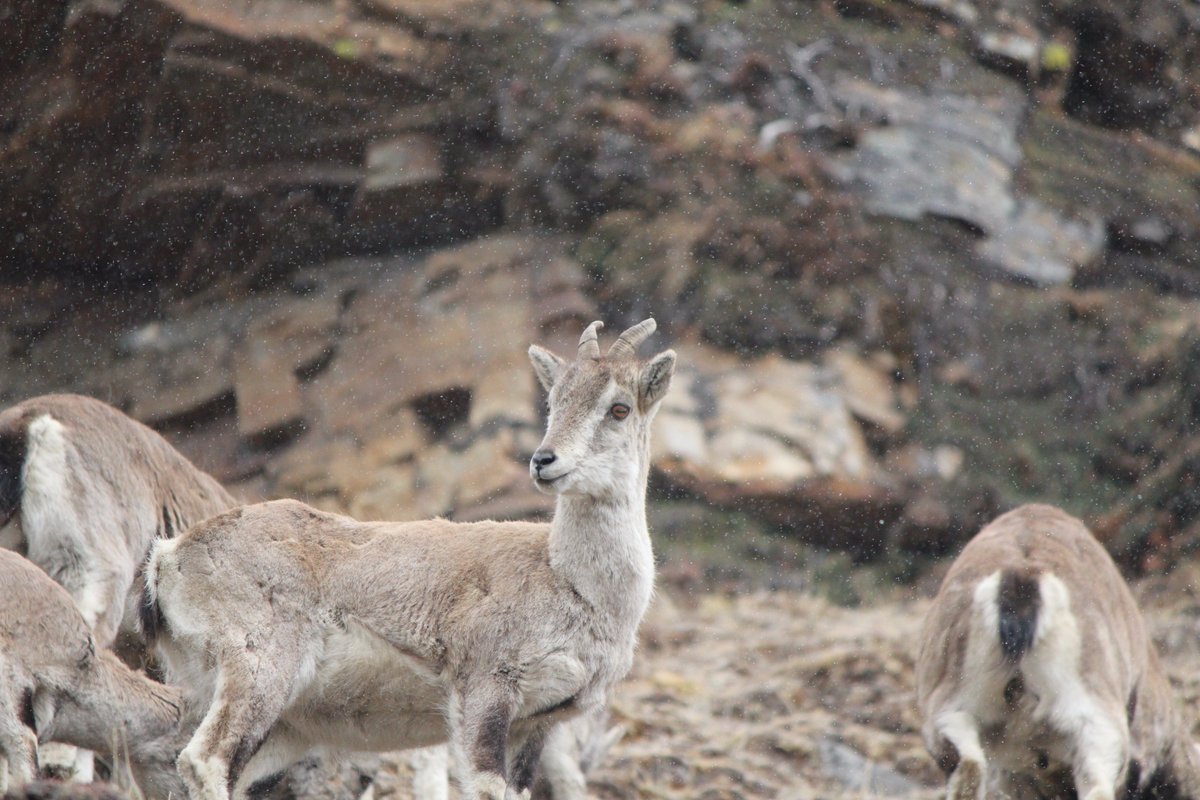Blue sheep at Jomolhari base