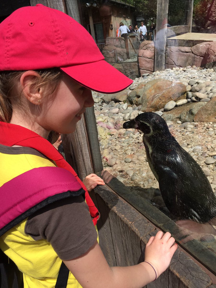 1stLSBrownies's tweet photo. Palling up with penguins at @zsllondonzoo's #PenguinPool 🐧 @GirlguidingLSE (on Sun, obv; randomly didn't tweet, grr) https://t.co/pEjcZskKfw
