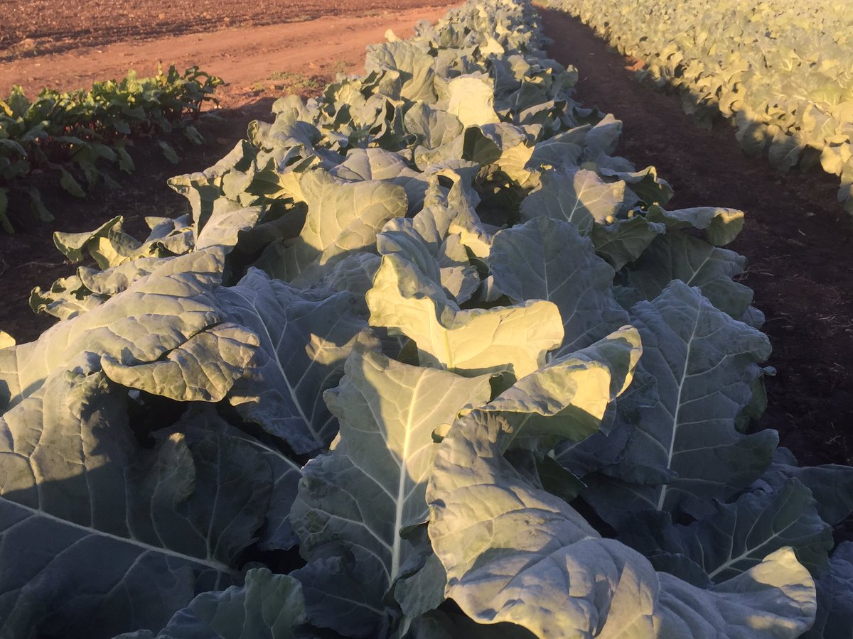 HoekSeedlings's tweet photo. Parthenon - #Broccoli from #Sakata. Doing great. #SakataSeed #Brassica #Seedlings #HoekSeedlings #Pongola https://t.co/adxB9f2yea
