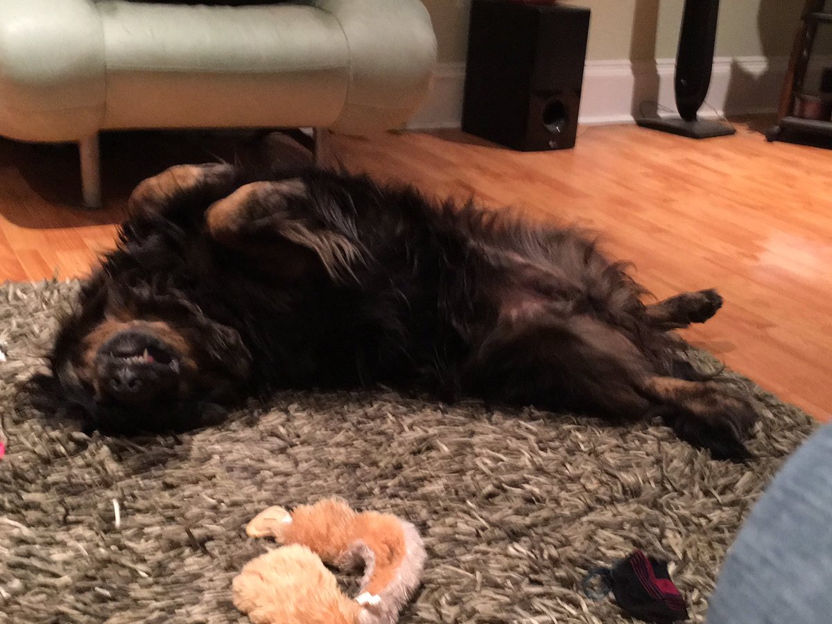 Paigeepoo's tweet photo. @myleftfang my pup Roxie's just "fanging" out. #iloveollie #whycantwejustgetalong https://t.co/FjQwj8EZyu