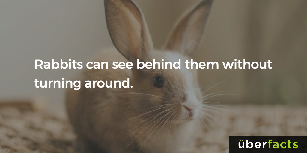 UberFacts's tweet photo. Rabbits can see behind them without turning around. https://t.co/MjW6APuG0j
