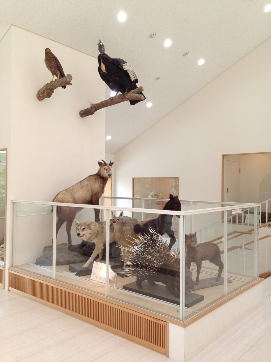 京都精華大学カートゥーンコース 動物園の正面入り口の2階には剥製や骨格の展示室があります 動物園で飼育されていた動物達です