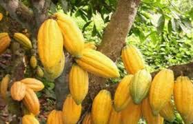 gbcnews_'s tweet image. #Cocoaproduction to record #lowoutput this year.gbcghana.com/1.9233296