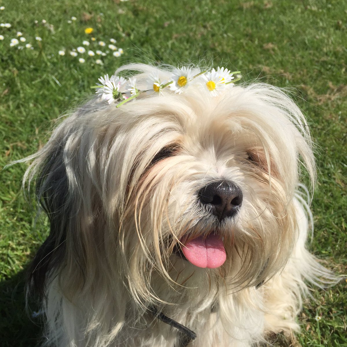 darcydoodledoo's tweet photo. I feel so pretty! https://t.co/esKaSsAOSt