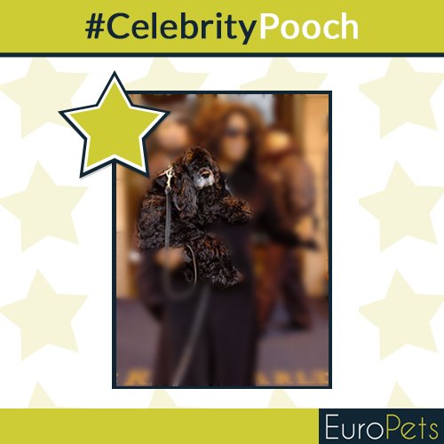 MyEuroPets's tweet photo. #CelebrityPooch Can you guess the celebrity owner of this dog? Hint: She’s famous for her talk-show! 
#EuroPets https://t.co/kBgIiVyTbE