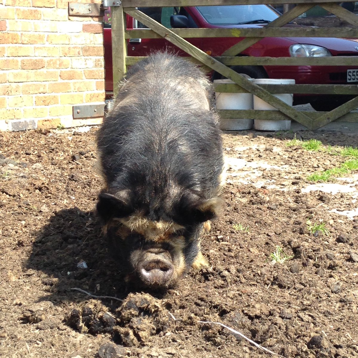 A lovely smell of bacon radiating from Pig today #hot #sunnysomerset #realcider