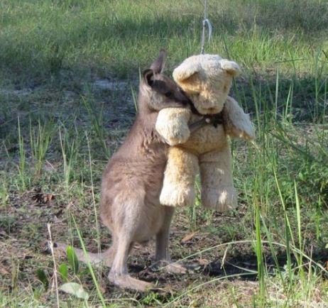 newscomauHQ's tweet image. This is Doodlebug, an orphaned kangaroo in NSW, with his favourite teddy bear. Too cute! Photo: Gillian Abbott