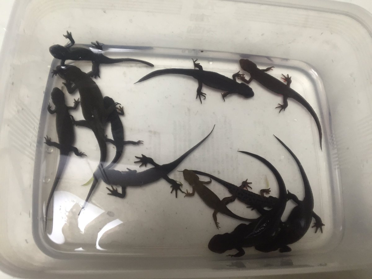げんき در توییتر 我が家のアカハライモリたち 水換えのついでに 接写ケースのスポンジを新しくしたので もう一度撮り直して体長も測定 福井産のメスが130mmあったのが驚きだった 11匹 いろんな模様 色がいます
