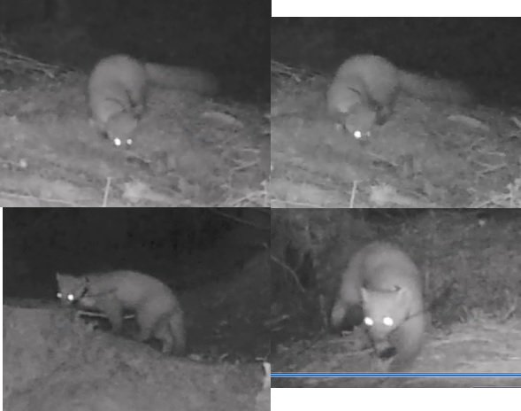 PM forensics: collar ID from antennas when they're beyond telemetry. More than one marten? Answers on p'card!