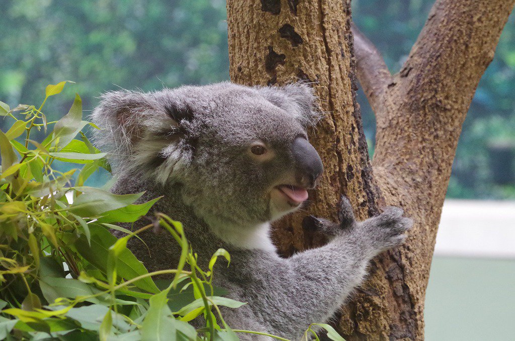 Twitter पर 鹿児島市平川動物公園 コアラの前足には5本の指 があります 内側の2本と外側の3本が向かい合っています われわれヒトも含むサルの仲間とは指の使い方が少し違いますね