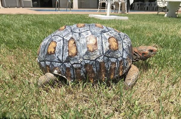 GeoInnovaASL's tweet image. La primera tortuga con un caparazón impreso en 3D buff.ly/22mmqu6 vía @QuoRevista #tecnología #fauna