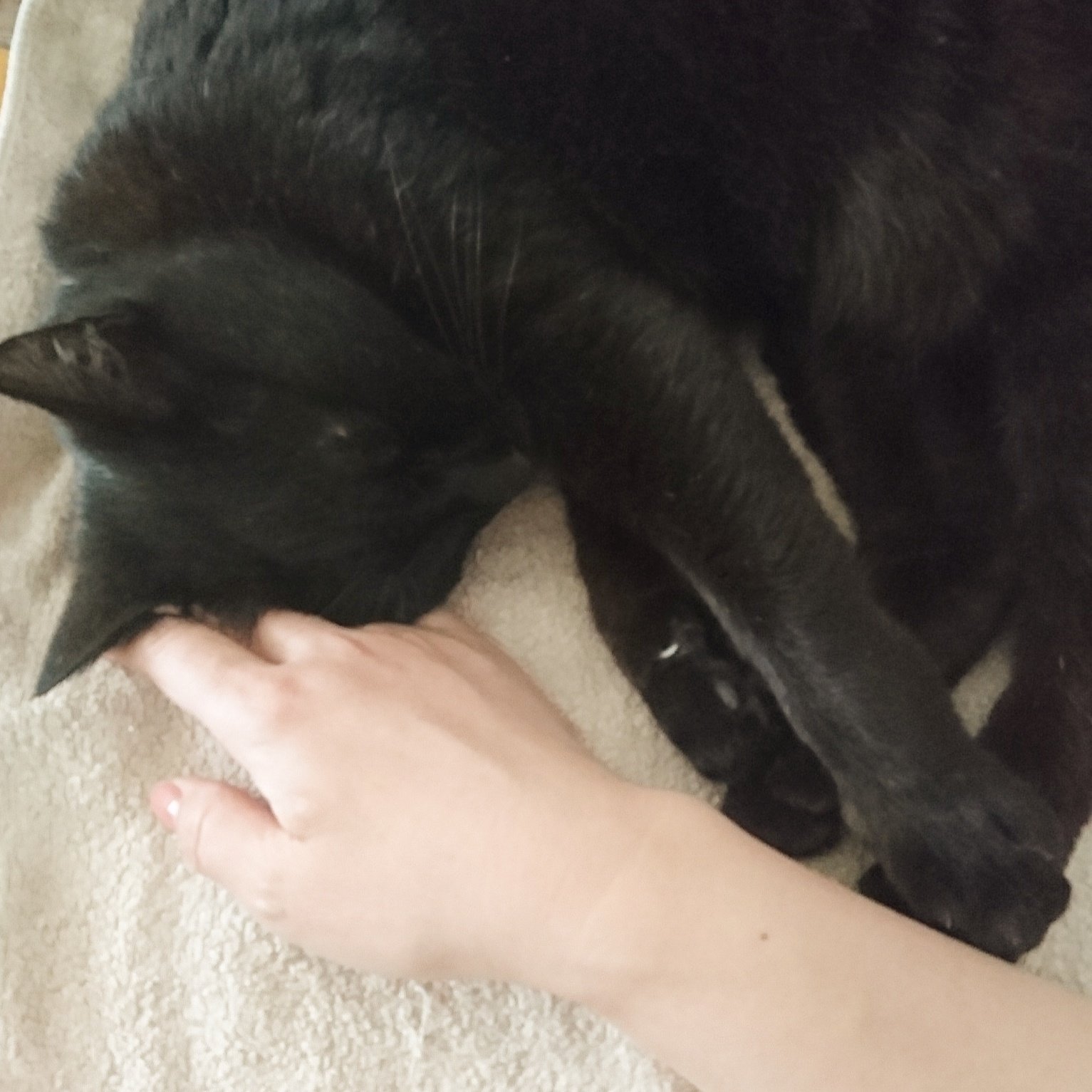 さびさび 久々に現れた黒い塊は ピンと立てた尻尾を小刻みにビリビリ 震わせてやってきた 猫のハゲゴロは いつまででも聞いてられるな 後頭部に顔を埋めたら お日さまの匂いがした クロちゃん ご近所猫 黒猫 さびさび 久々に現れた黒い塊は ピンと立てた尻尾を小刻みにビリビリ 震わせてやってきた 猫のハゲゴロは いつまででも聞いてられるな 後頭部に顔を埋めたら お日さまの匂いがした クロちゃん ご近所猫 黒猫