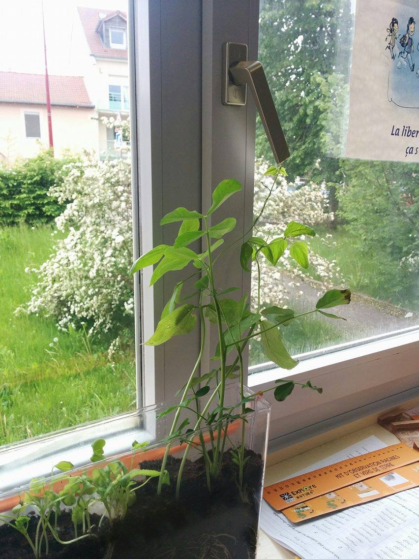 ClassedeGSCP's tweet image. Les tiges des haricots se sont enroulées entre elles et à la poignée de la fenêtre.